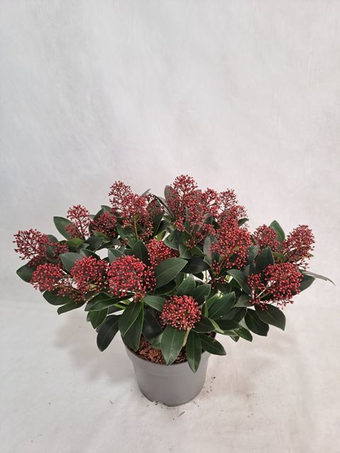 Skimmia japonica 'Rubella'