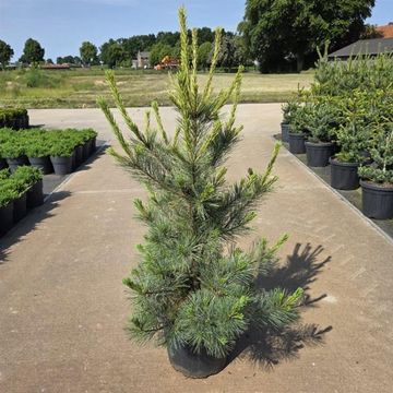 Pinus monticola 'Ammerland'