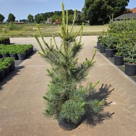 Pinus monticola 'Ammerland'