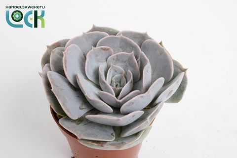 Echeveria runyonii