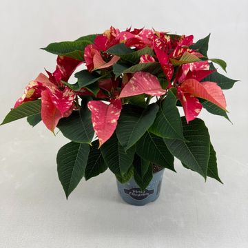 Euphorbia pulcherrima FANTASY STAR PINK