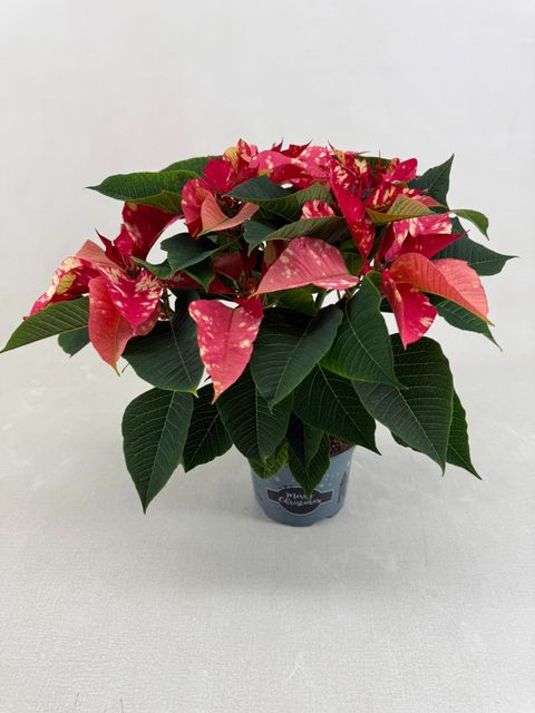 Euphorbia pulcherrima FANTASY STAR PINK