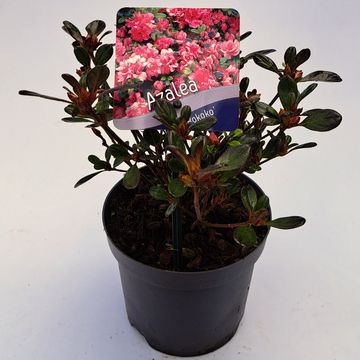 Rhododendron 'Rokoko' (AJ)