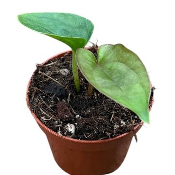 Anthurium dressleri