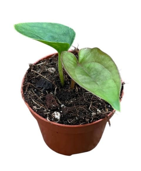 Anthurium dressleri
