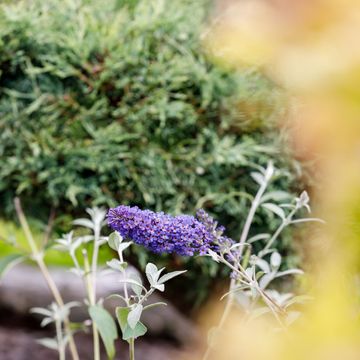 Buddleja davidii 'Empire Blue'