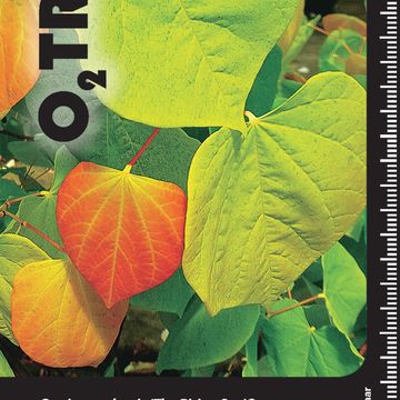 Cercis canadensis THE RISING SUN