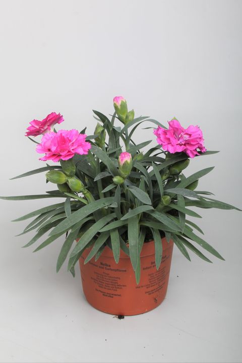 Dianthus DIADEUR MARIE