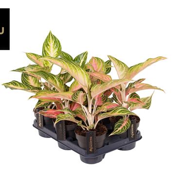 Aglaonema 'Eyecatcher'