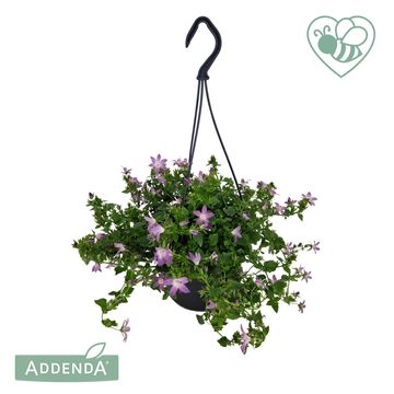 Campanula poscharskyana ADANSA PINK