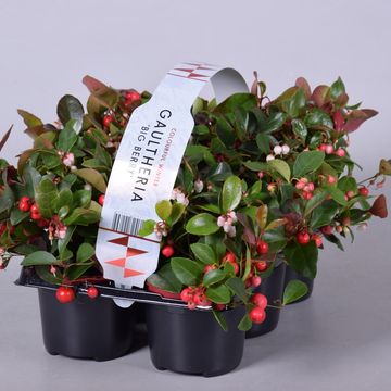 Gaultheria procumbens BIG BERRY