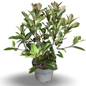 Фотиния x fraseri 'Ред Робин'