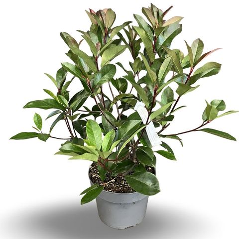 Фотиния x fraseri 'Ред Робин'