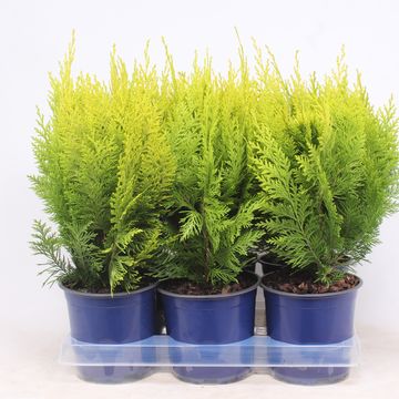 Chamaecyparis lawsoniana 'Ivonne'