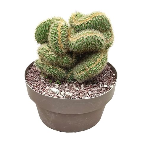 Vatricania guentheri cristata