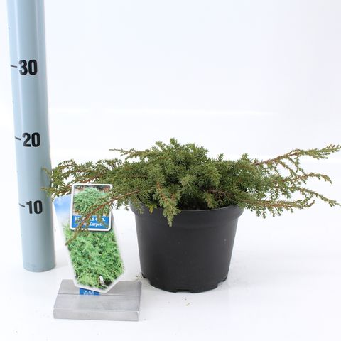 Juniperus communis 'Green Carpet' — Plant Wholesale FlorAccess