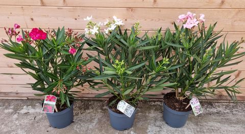 Nerium oleander MIX