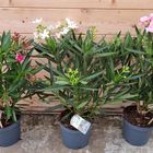 Nerium oleander MIX