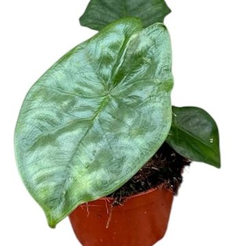 Alocasia heterophylla 'Corazon'