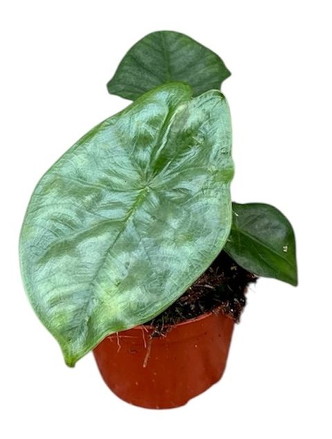 Alocasia heterophylla 'Corazon'