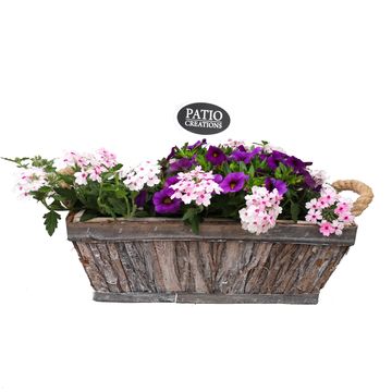 Perennials MIX IN POT