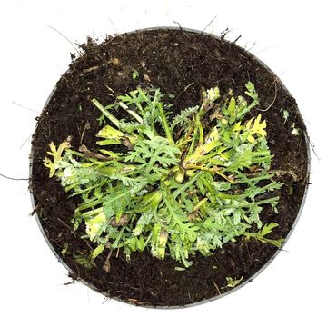 Achillea 'Moonshine'