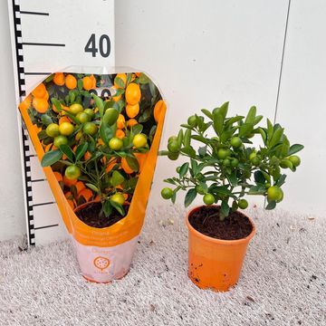 x Citrofortunella microcarpa