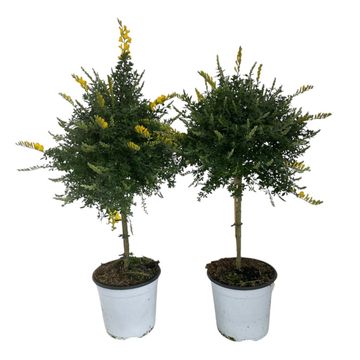 Genista x spachiana