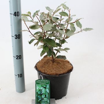 Elaeagnus x ebbingei 'Compacta'