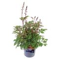 Astilbe 'Montgomery'