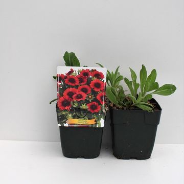 Gaillardia aristata SPINTOP RED