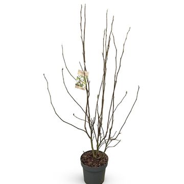 Magnolia x soulangeana