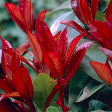 Photinia x fraseri 'Little Red Robin'