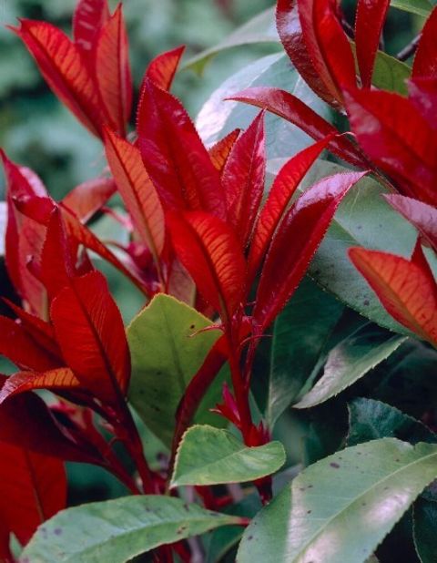 Photinia x fraseri 'Little Red Robin'