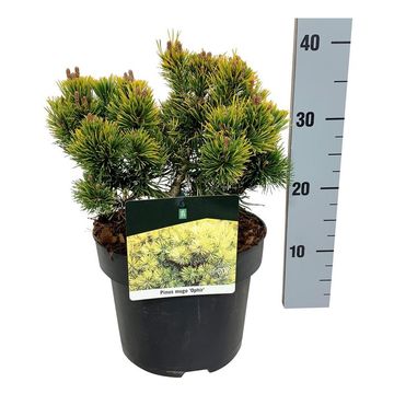 Pinus mugo 'Ophir'