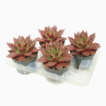 Echeveria agavoides 'Antares'