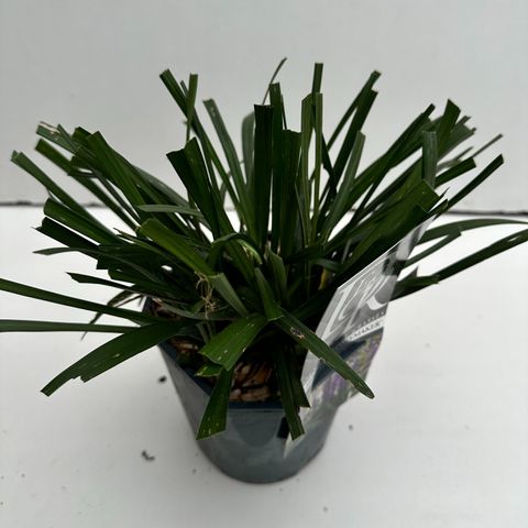 Liriope muscari 'Moneymaker'