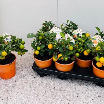 x Citrofortunella microcarpa