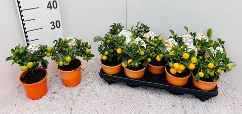 x Citrofortunella microcarpa