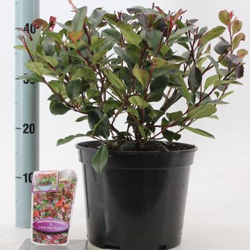 Photinia x fraseri 'Little Red Robin'
