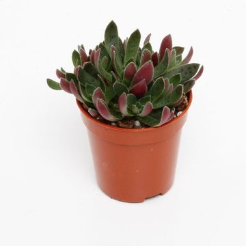 Crassula schmidtii