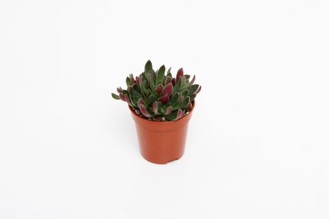 Crassula schmidtii