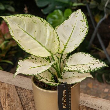 Aglaonema 'White Joy'