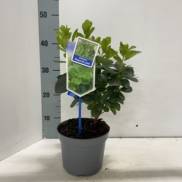 Arbutus unedo PEACE & LOVE