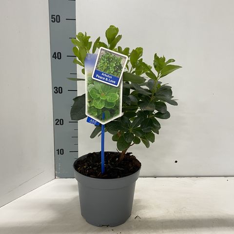 Arbutus unedo PEACE & LOVE