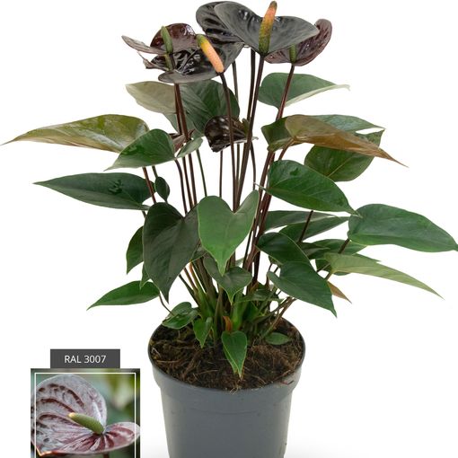Anthurium BLACK LOVE (Karma Plants)