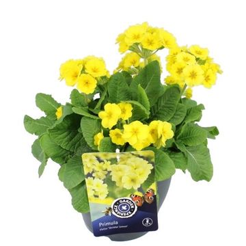 Primula 'Veristar Yellow'