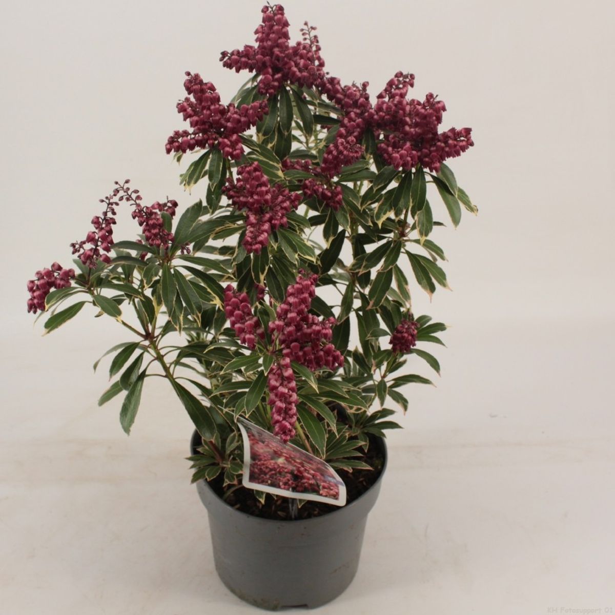 Pieris japonica POLAR PASSION — Plant Wholesale FlorAccess