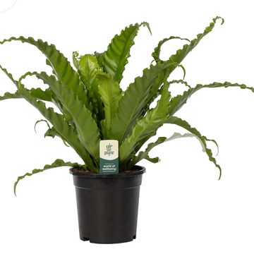 Asplenium antiquum 'Osaka'