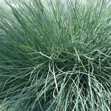 Festuca glauca 'Elijah Blue'